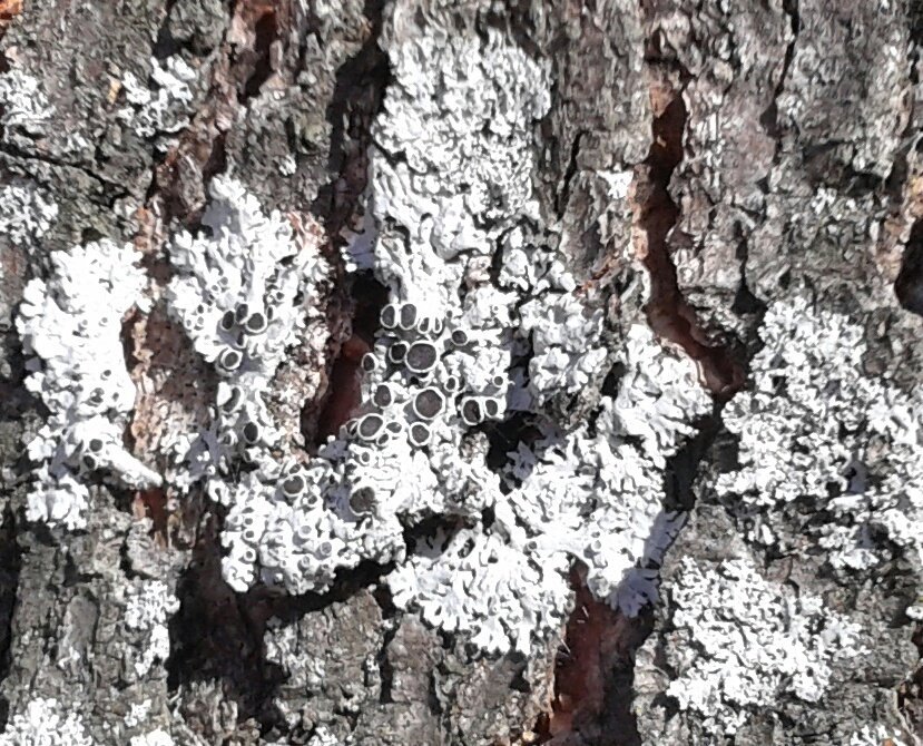 ImLichenit16's tweet photo. Intrigued to know what these strange black dots are? Read our #lichen #blog for #ENVB222 :) https://t.co/kERqCxEHXr https://t.co/F6rvToMA08