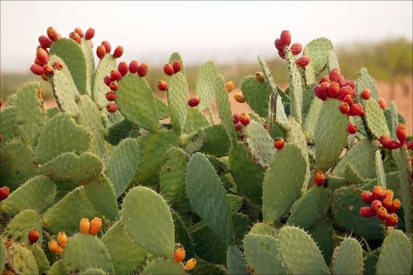 VITA_ONG's tweet photo. #Entérate el #Nopal brinda beneficios para la salud cómo excelente #FuenteDeFibra ayuda a la #digestión y #FuncionamientoDelIntestino https://t.co/nLdnI1D5ps