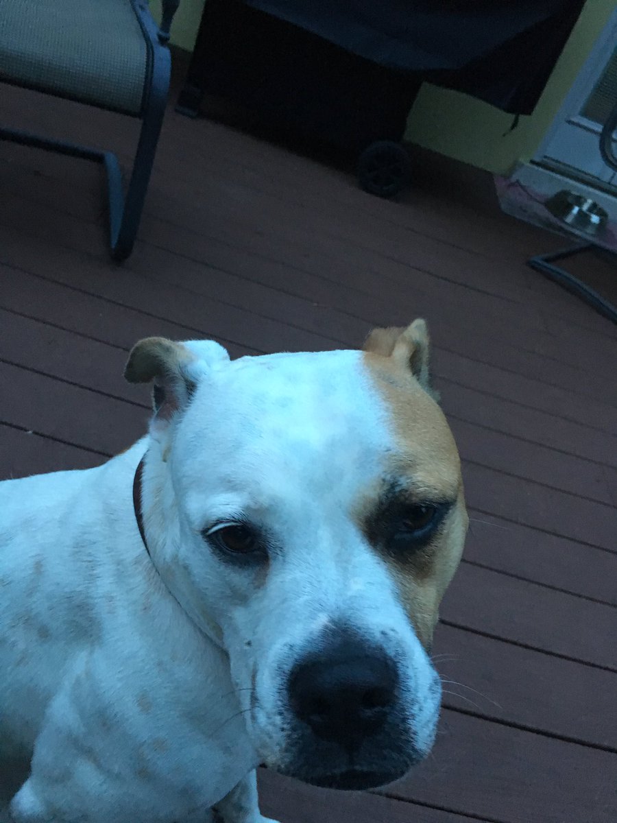 Jstavovy's tweet photo. #showusyourpits https://t.co/qxrrBAZf0G