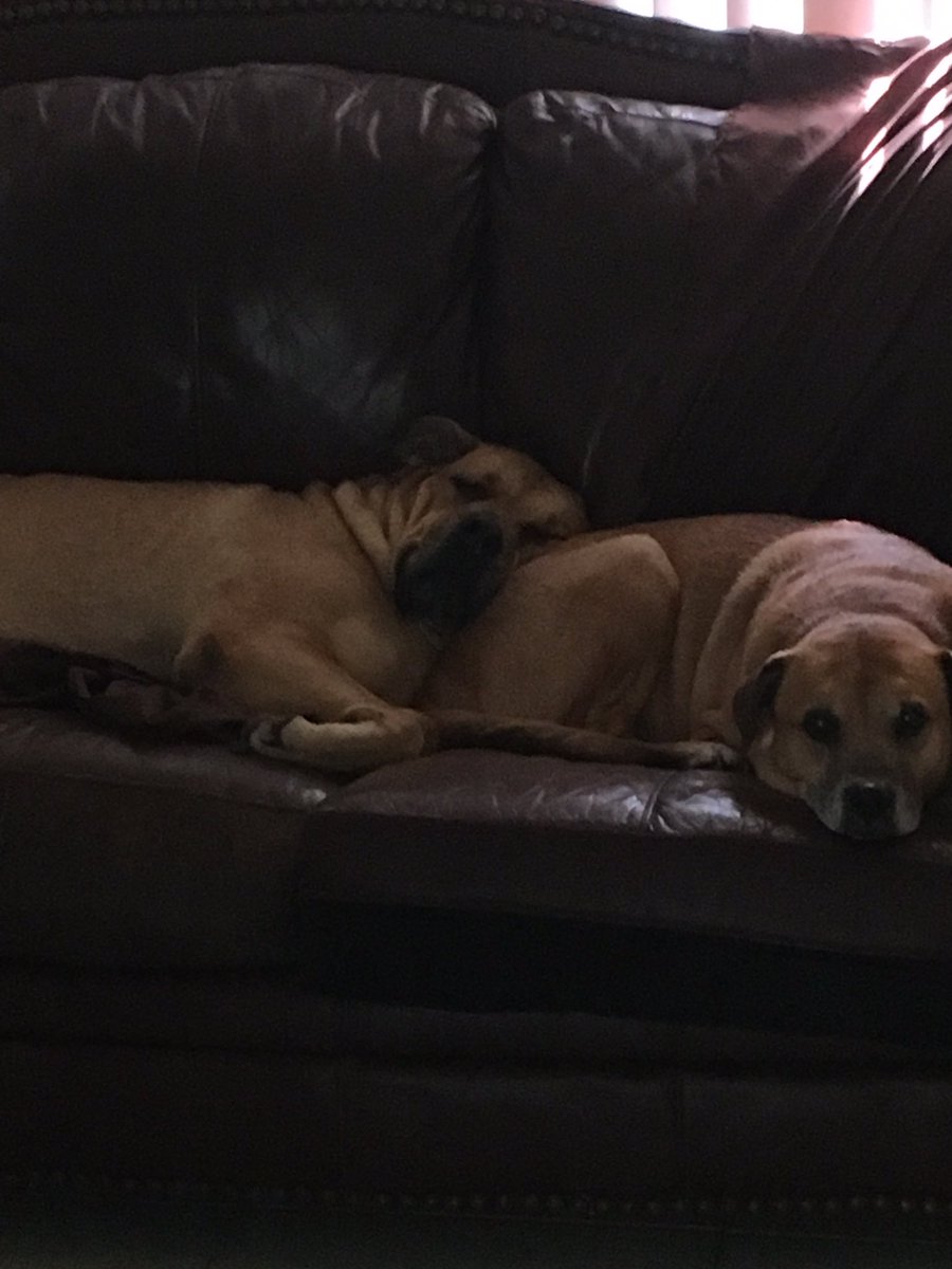 Jstavovy's tweet photo. #showusyourpits https://t.co/oqUmH4fhWR