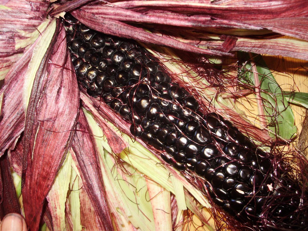 Invasivespp tweet picture