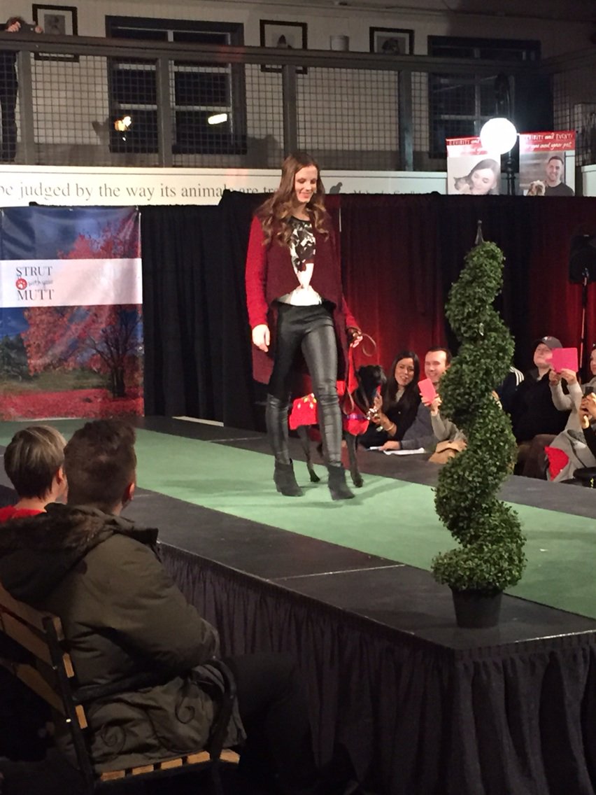 BruceM1's tweet photo. Great runway models @pawsway tonite. #SWYM2016 @FashionReins #dogs https://t.co/5IJkmpUTSg