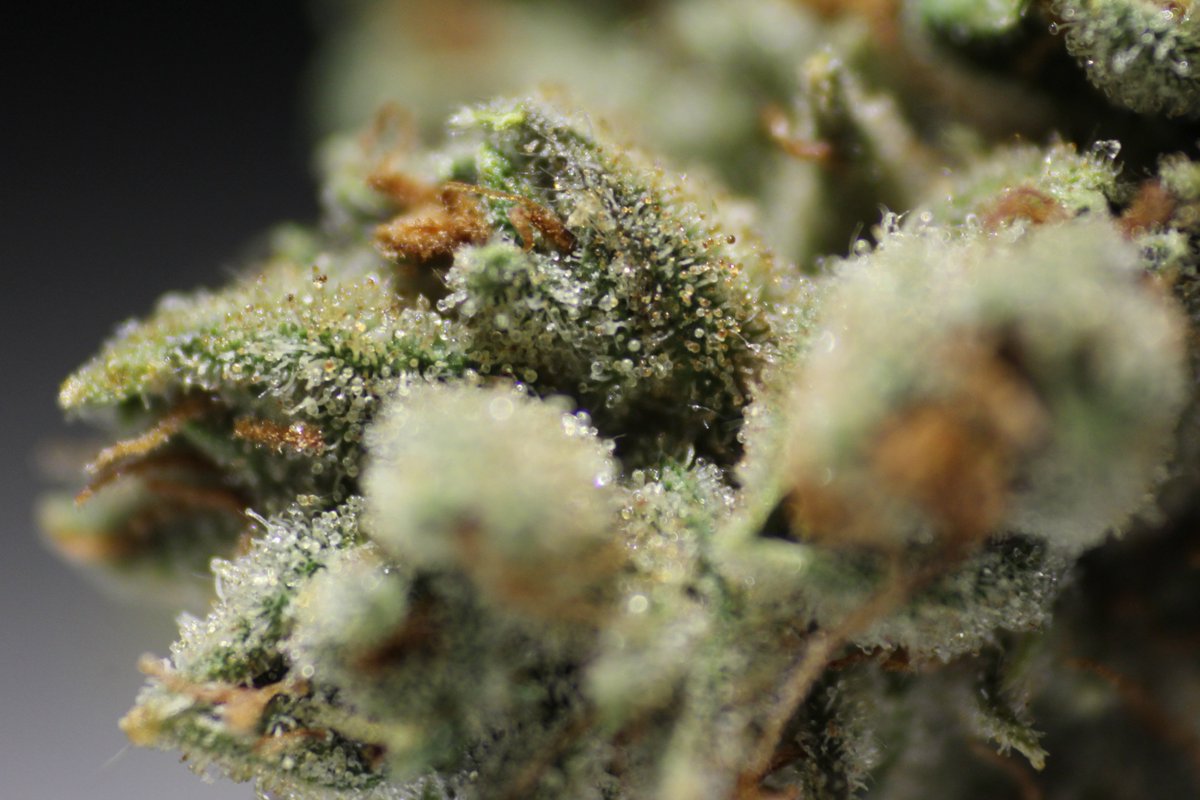 ElephantHarvest's tweet photo. #LarryOG #Kush by: #ElephantHarvest #Trichomes #NugStructure @HIGH_TIMES_Mag @AdvancedNutes  @House_N_Garden #Hortilux #WeedPorn #TopShelf https://t.co/Dny7RIjber