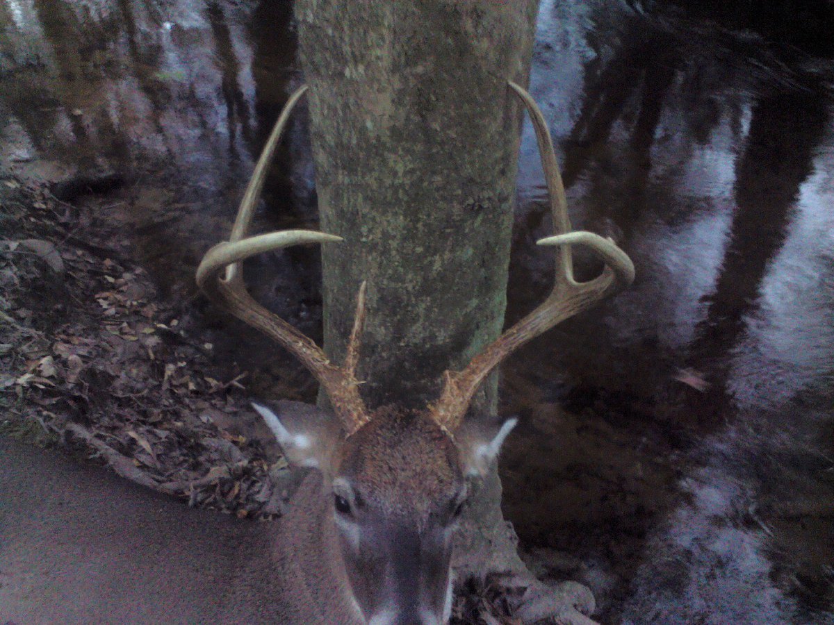 FullVelvet1's tweet photo. Ride her til she bucks you I guess. My November has been pretty good this year. #cullbuck https://t.co/HkpwSYCemi