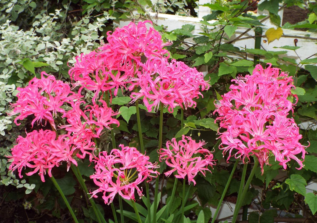 いりちゃん 花と月に魅せられて おはようございます 寒さが一段と厳しくなってきました 風邪などひかないよう お体ご自愛下さい 今日もよろしくお願いします 今朝の 有明の月 月の下に観える星は木星 ときょう11 25の誕生花 ネリネ いりちゃん 花と月に魅せられて おはようございます 寒さが一段と厳しくなってきました 風邪などひかないよう お体ご自愛下さい 今日もよろしくお願いします 今朝の 有明の月 月の下に観える星は木星 ときょう11 25の誕生花 ネリネ