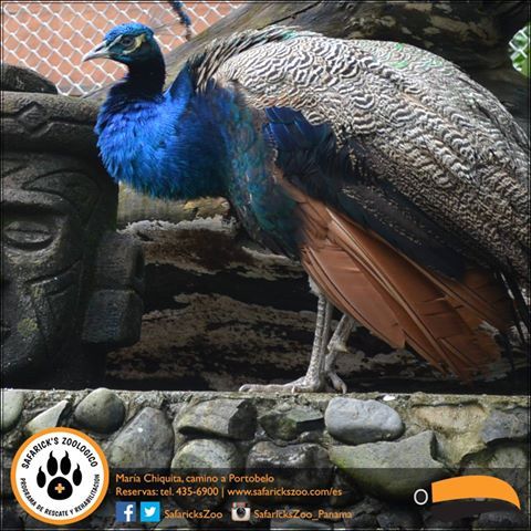 Safaricks Zoologico tweet media