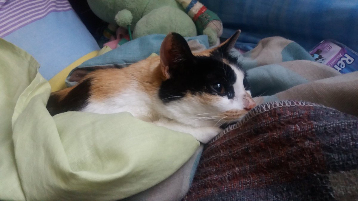 Paulis 🎃 tweet media