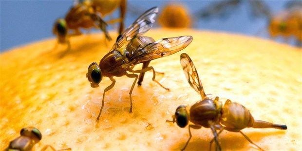 CareersTS's tweet photo. "After a large meal, Drosophila seem to drift into a stuffed stupor." We know this feeling :-) Happy #Thanksgiving! https://t.co/nure3Ulwaq https://t.co/nVmD1IgfNo