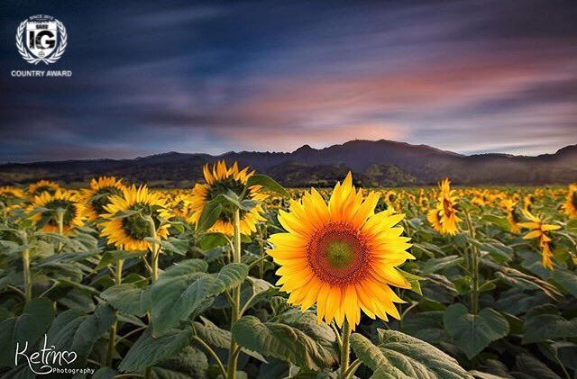 ig_oahu's tweet photo. Big congrats to this week's COUNTRY AWARD winner!  Send your alohas to @ketino.photography at @ig_oahu!  #sunflowers #aloha #hawaii #sunset https://t.co/rvDI0Cb9tm