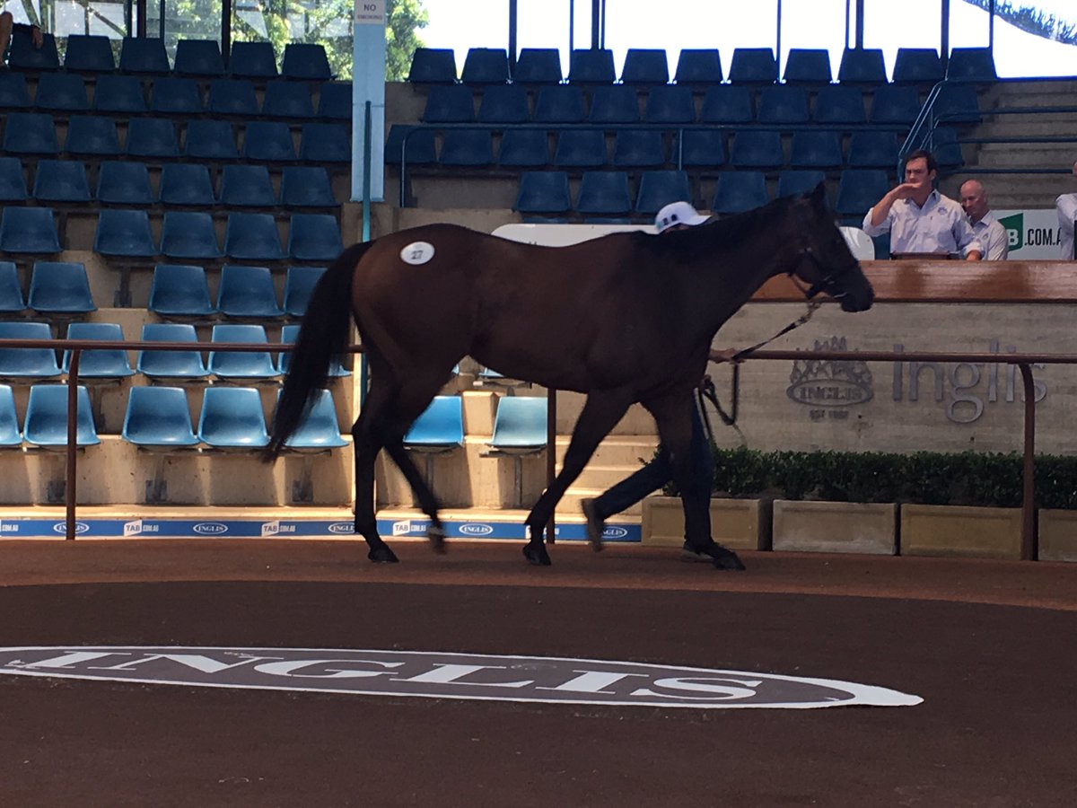 inglis_sales's tweet photo. Zoutenant is the new sale-topper at $34k at Spring Thoroughbred Sale. Still another dozen Lots to be offered. https://t.co/7dpSsd0YqB