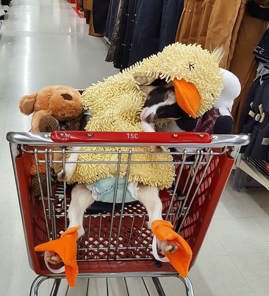 goodhairperson's tweet photo. This goat in a duck costume is the only good thing left in the world https://t.co/Mg2jQ1R8FG
