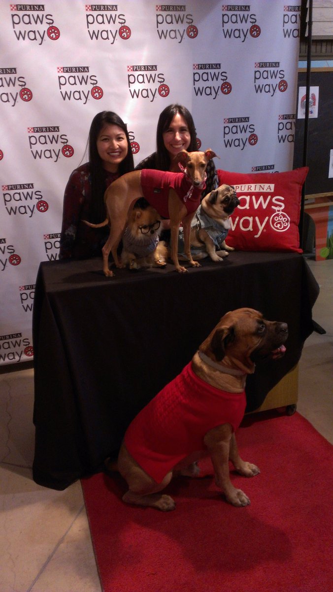 fgmanlucu's tweet photo. Striking a pose with these beautiful fashion pups @PawsWay @heyiggyjoey @helmutthepug @pompomchewy #swym2016 https://t.co/YEoo1LmT0H