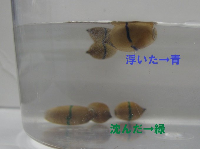 拾ってきたどんぐりから虫が出てきた という悲劇を見る前に どんぐりの中に虫がいるか調べる方法 ついラン