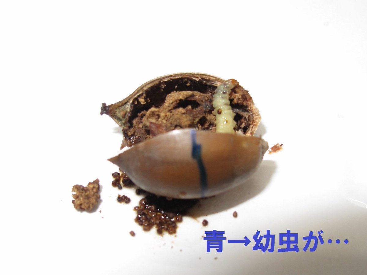 拾ったそのドングリ大丈夫 虫入りドングリ判別法 拾ったそのドングリ大丈夫 虫入りドングリ判別法