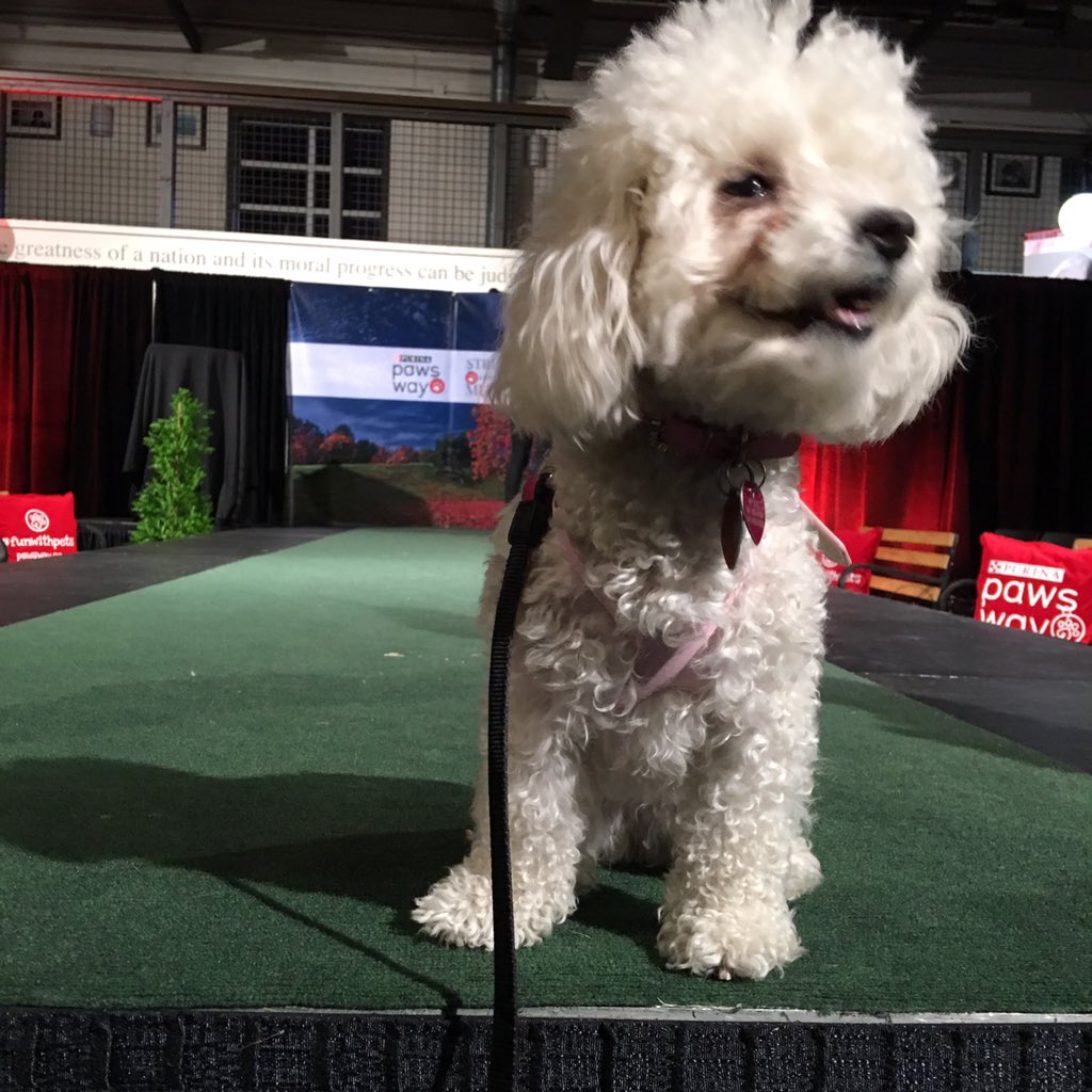 hellosylviaa's tweet photo. miyoko getting used to the runway #SWYM2016 @PawsWay https://t.co/u0SQqUMFEl