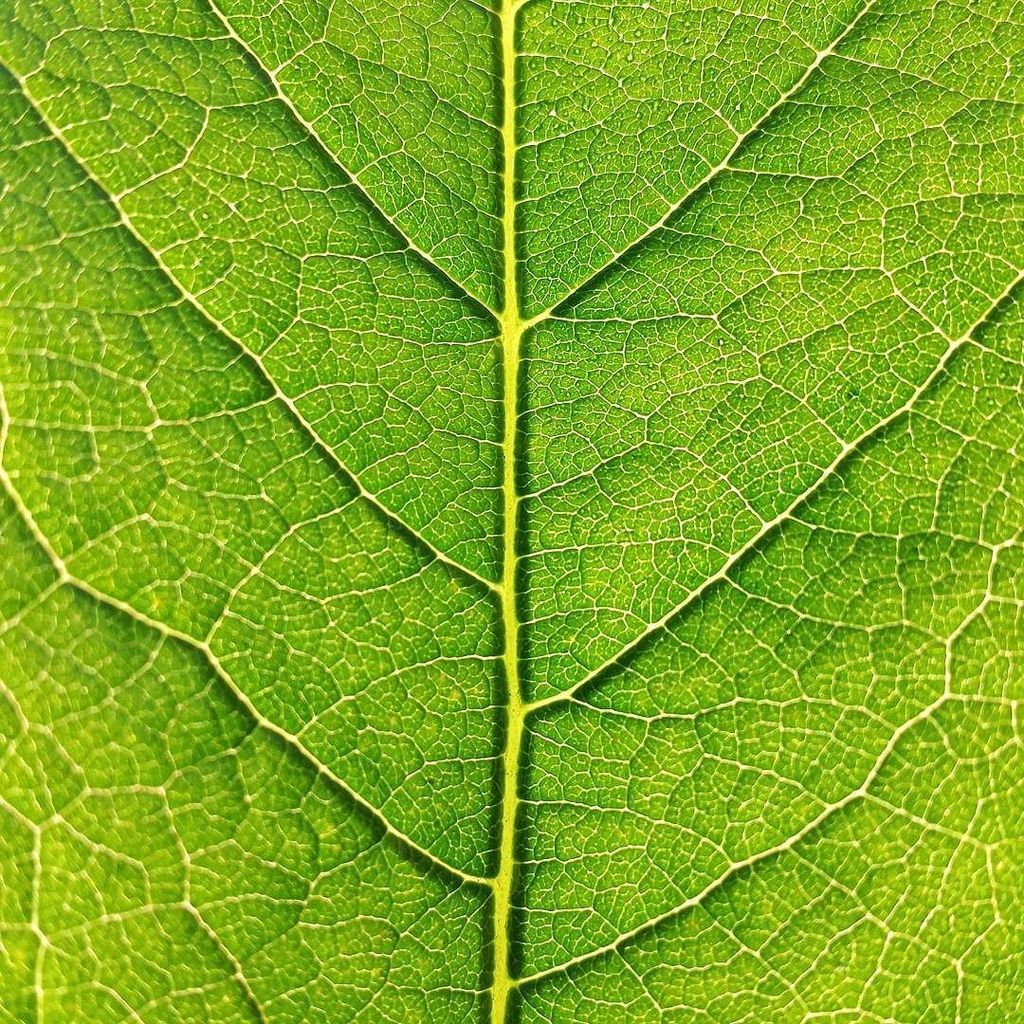 Texturologist's tweet photo. Invite the light!

#leaf #leaves #nature #texture #textures #texturology https://t.co/tf5EmKSslU https://t.co/uBYcX4gbXu