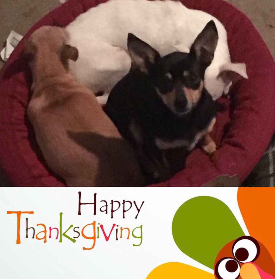 rescuedloretta's tweet photo. Happy #Thanksgiving to our 4-legged friends &amp; their 2-legged family members from me &amp; my sleeping sisters (Rookie &amp; Talladega) Loretta Lynn https://t.co/e4bJfC5QsW