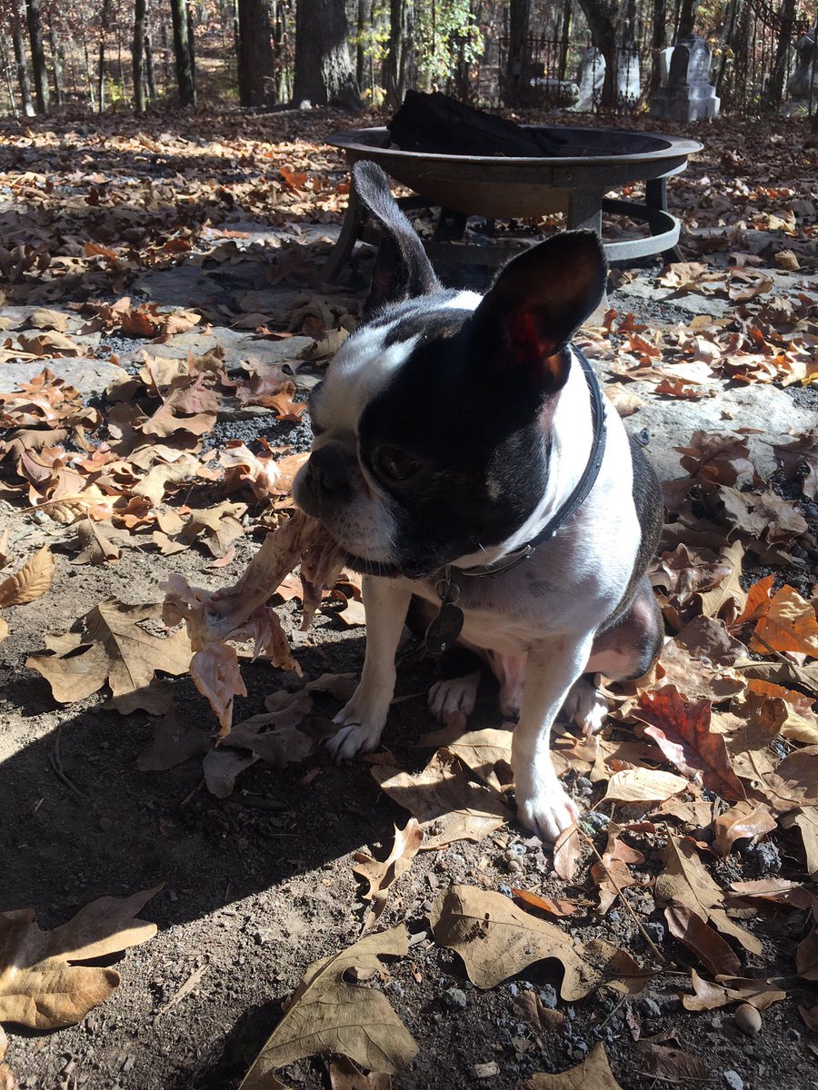 see_eat's tweet photo. Pig loves turkey #chroniclesofpig https://t.co/PdsCdX4Ku9