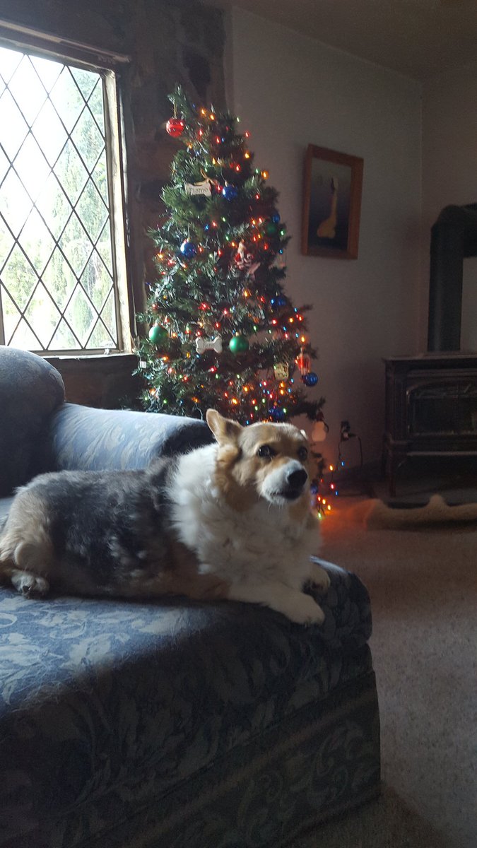 DogOfFootball's tweet photo. @YR_Deeva @CJMcCoy19 Good because I'm ALWAYS watching! https://t.co/GUaIiJJkiu