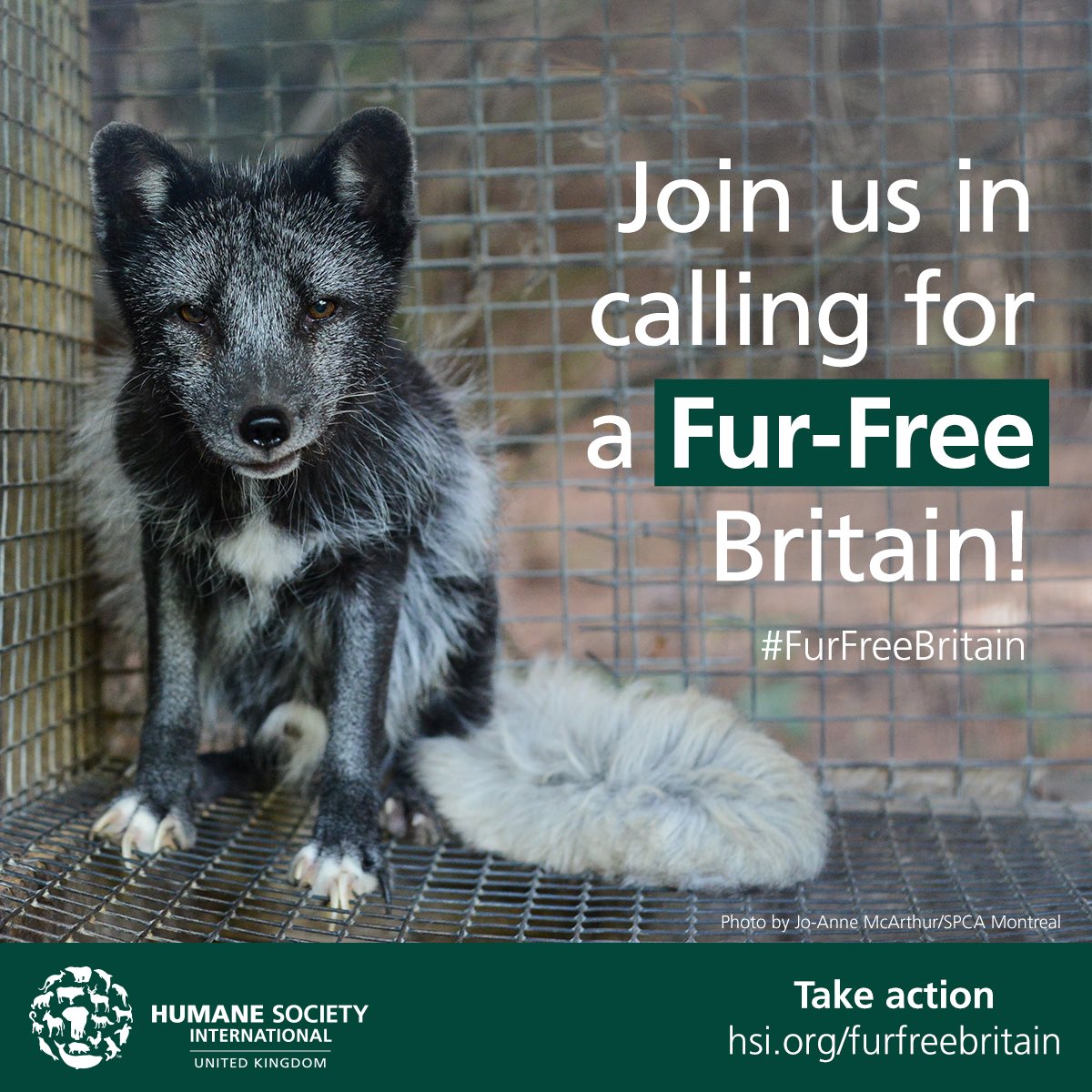 humaneworlduk's tweet photo. It's #InternationalFurFreeDay! Help us make a #FurFreeBritain! Ask MPs to ban the import of all animal fur https://t.co/EMITXoyaJN https://t.co/0aP9xCttUh