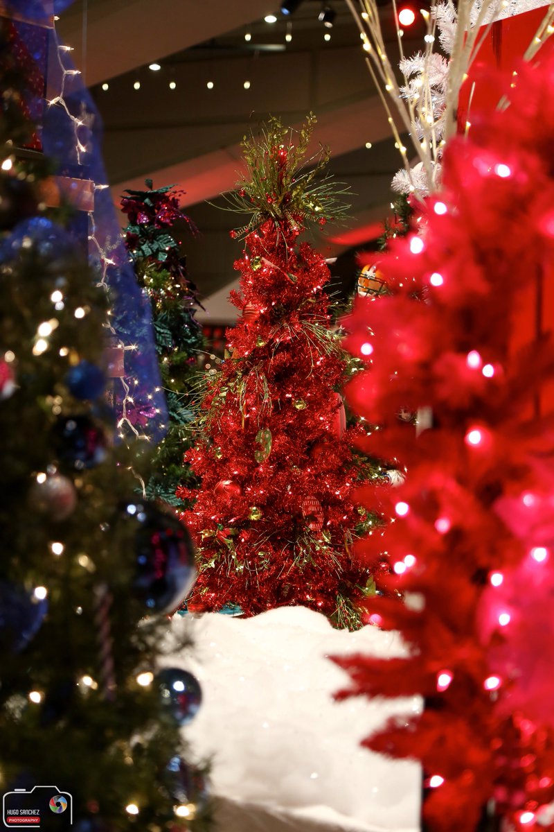 YEGHugo's tweet photo. #FestivalOfTrees #yeg #yegfot #exploreedmonton #christmas #tillsunday #beautiful #shawconference https://t.co/iN5LgiBy7O
