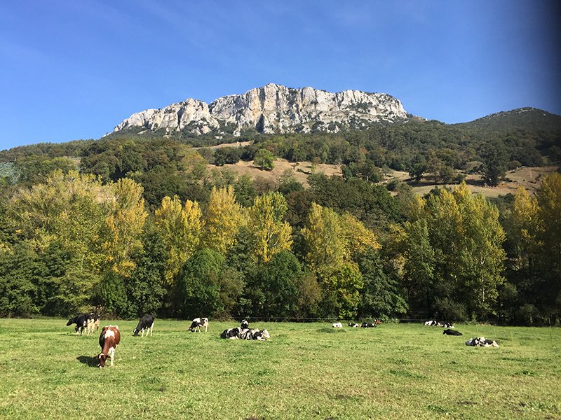 afca_es's tweet photo. #FelizFinde a todos!! #ganadería #vacas de #leche #Cantabria https://t.co/hEO7m9gp7N