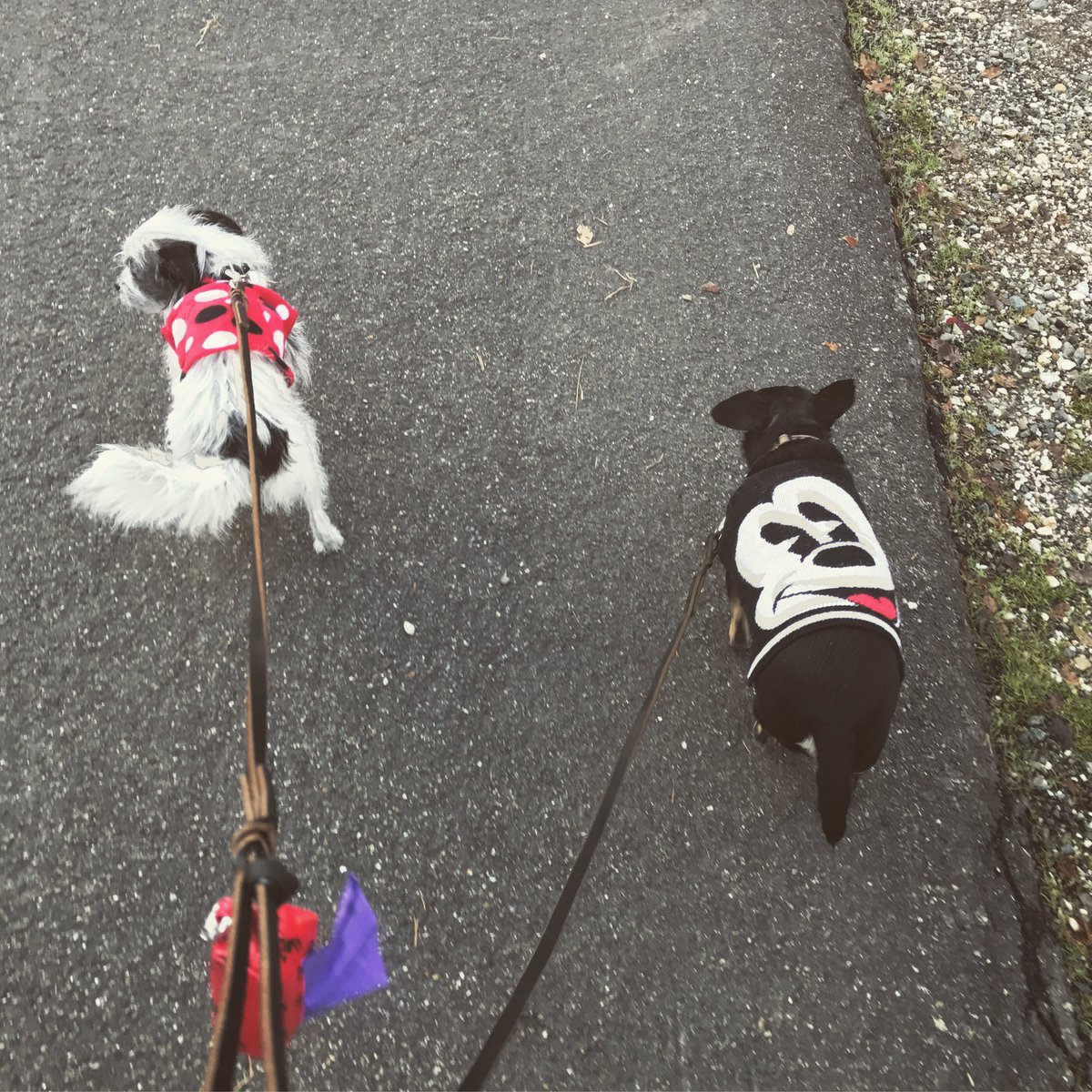 TheFabFrenchie's tweet photo. #ftifit 2 mile walk this morning in freezing temps. Preemptive strike before #foodcoma #happythanksgiving #lakehouse #critters #morningwalk https://t.co/SJMrXML6ov