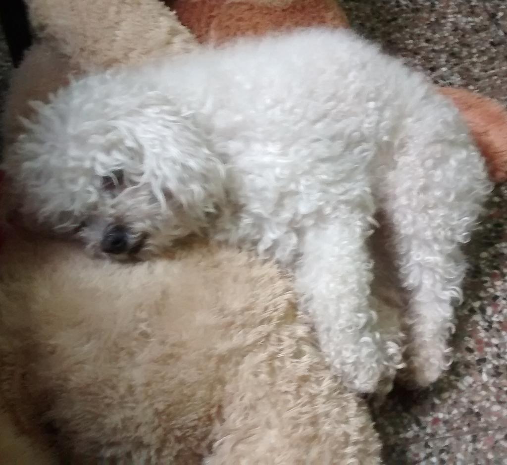 tamiitop's tweet photo. Estoy muy enamorada de mi perrito https://t.co/zNIJpfzFk1