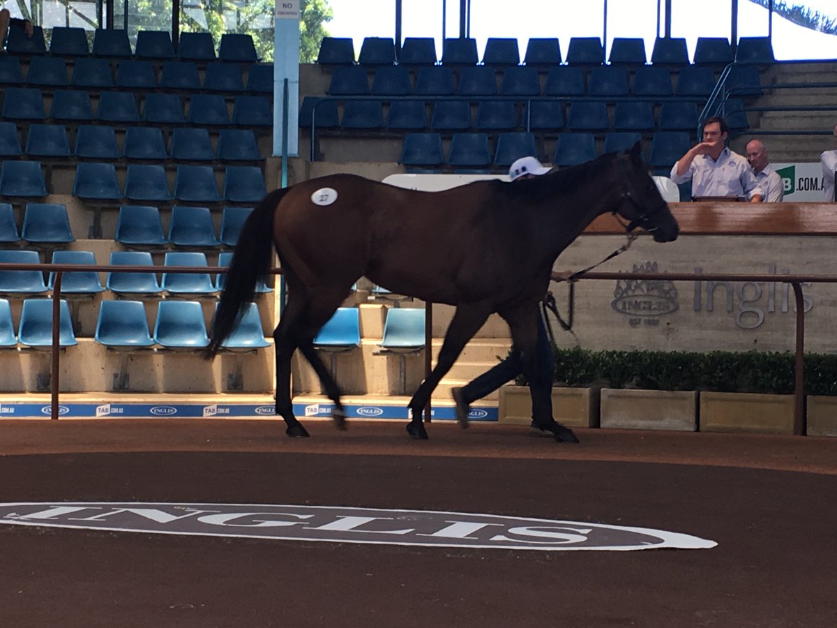 inglis_sales's tweet photo. NEWS: Stakes-winner Zoutenant tops today's Inglis Spring Thoroughbred Sale. Read more: https://t.co/FP0j2Qgh86 https://t.co/SY0Vm1IkTU