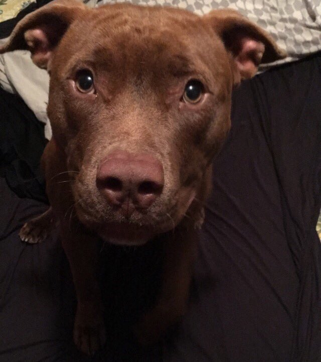angawaaaa's tweet photo. When Mommas away daddy HAS 2 send 📸of baby How could u not love that face #havinwithdraws #mybug #proudmom #mostthankful 🐶❤️@Antonio_son31 https://t.co/MmqWa8Hvk8