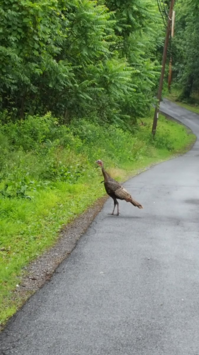 Happy Thanksgiving from all of us (including the Turkey) at Mar-Lu-Ridge! 🦃 #marluridge #mlr16