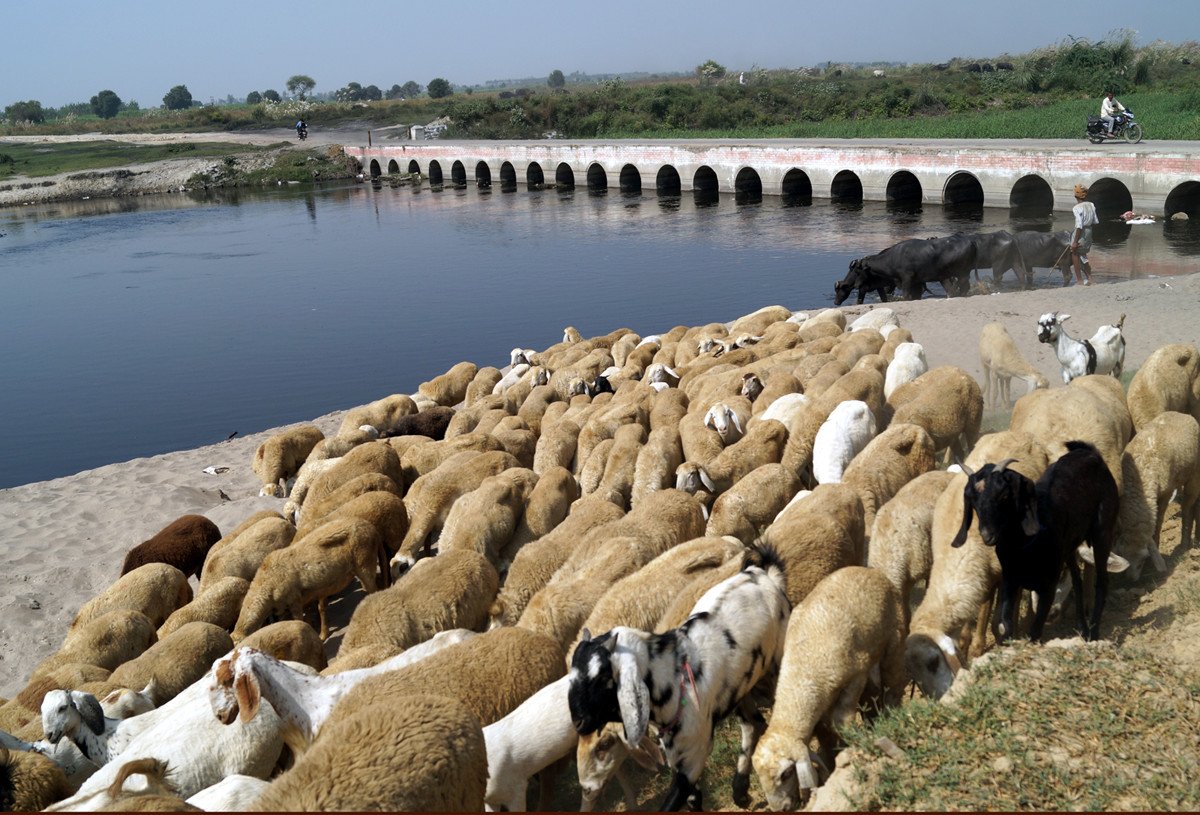 htTweets's tweet photo. #RiverSutra Part 3 | Once a lifeline, Uttar Pradesh's Hindon is now a dead river (report by @@jeelanikash) https://t.co/oZqKRUlfu0 https://t.co/MFexDt5tJb