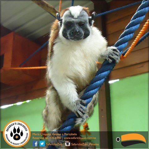 Safaricks Zoologico tweet media
