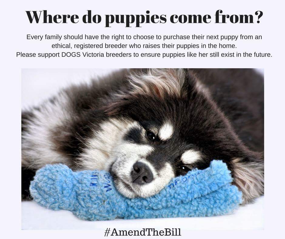 Caleebra's tweet photo. How about you try enforcing the 2014 laws as recommended by the experts @JaalaPulford @DanielAndrewsMP  
#amendthebill https://t.co/BX65QeK105