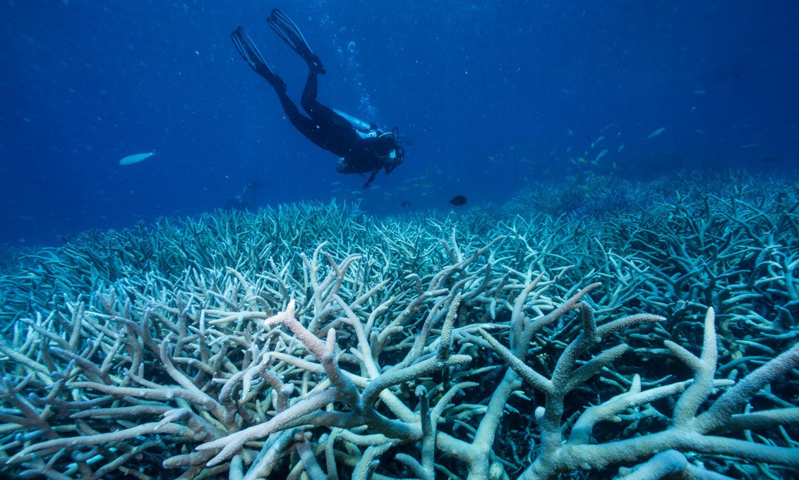 Australia’s most celebrated natural treasure is under siege bit.ly/2gaalGK #savingthereef  Photos: <a href="/southey70/">Jason South</a>