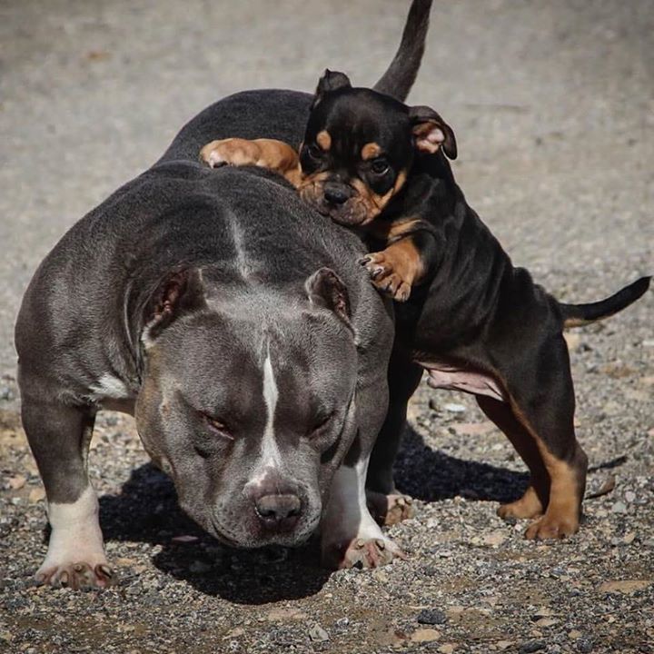 Americanbullyhq's tweet photo. Pic of the Day🏆🏆🏆⭐️⭐️⭐️⭐️⭐️ 💯💯💯💯🔥🔥🔥🔥💣💣💣💣☝️️☝️️☝️️☝️️👍👍😵😵😵#bullylife #bullylifestyle #bullysofig #picoftheday #luxur… https://t.co/IpqRvyNDt2
