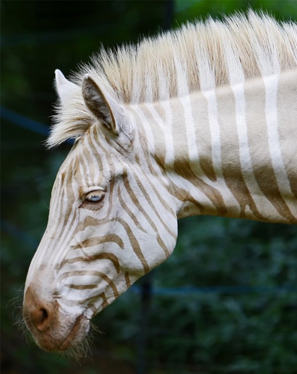 (Rare) Albino Animals pt 2 #whiteanimals #albinoanimals #rare #lion #fawn #hummingbird #zebra @thekatvond