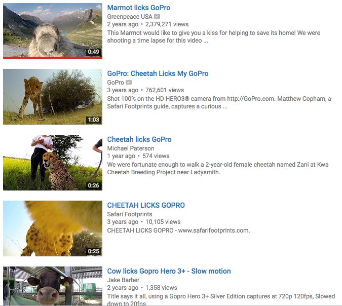 WideWhiteStage's tweet photo. #Animals licking gopro #cameras - there's quite a list online! #cows #cheetahs #marmot #bear https://t.co/KntWzfIezj #global2016 https://t.co/zsqC3joRDo