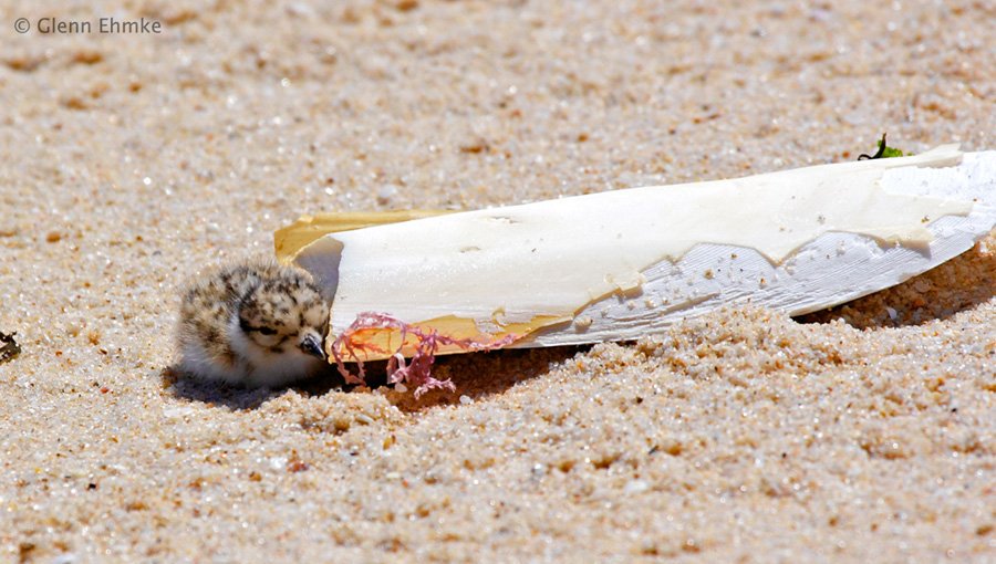 Baby hoodies don't stand a chance against galloping horses! Help us get racehorses out of their home bit.ly/SaveHoodies #Belfast4All