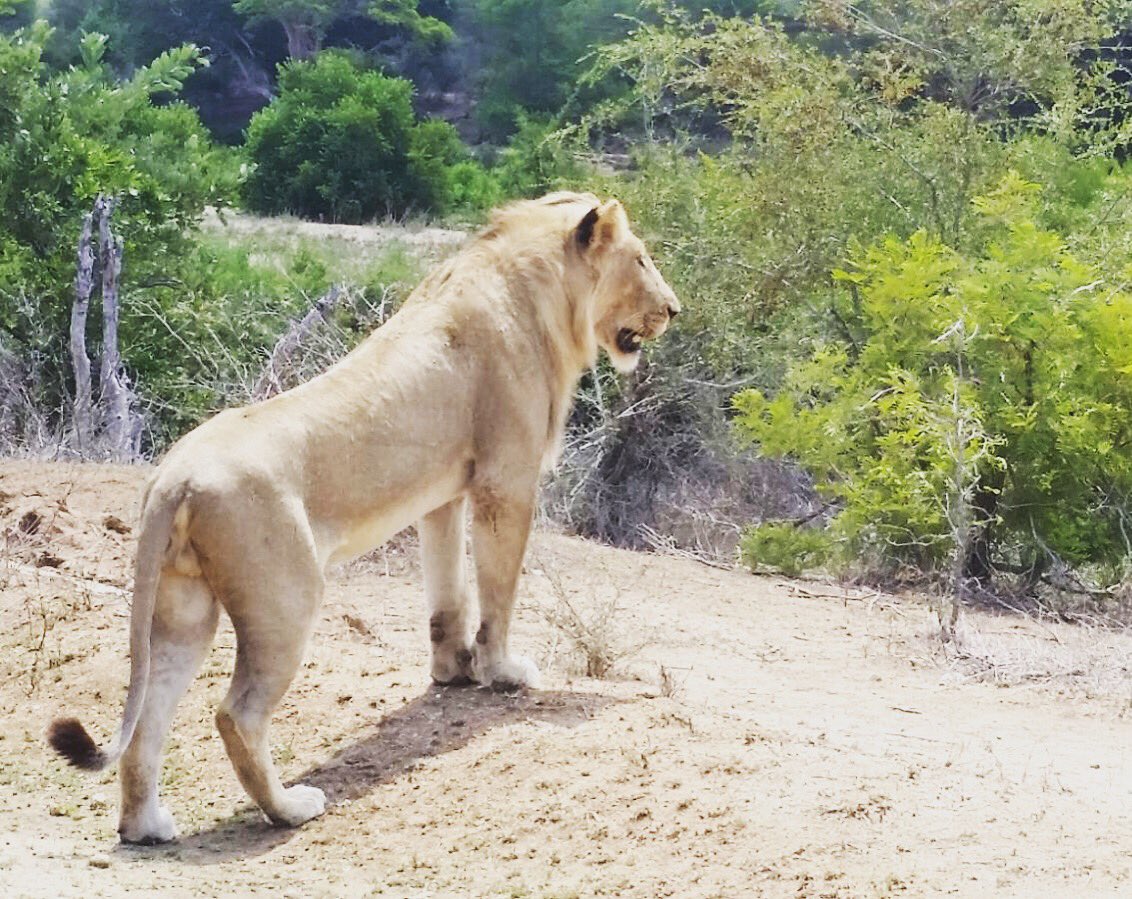 Elephant_Point tweet picture