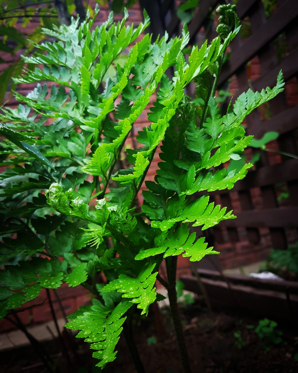 Monique_PR_'s tweet photo. Showcasing #youngfern - #stairwaytoheaven in Nature's #kwazulunatal #springcollection2016 ๐ฟ
๐ #plantlife #ilovetrees #gottaluvkzn ๐ฟ๐ฆ https://t.co/j12kiQcwMG
