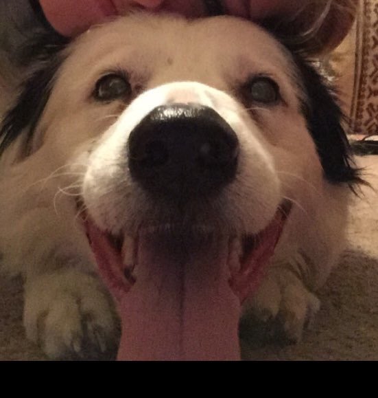 printyourpet's tweet photo. Print Your Pet on a tee, socks or phone cases to help save another this holiday season! 🎅🏽🐶🐱 

Support: https://t.co/CtqjL6fOat https://t.co/ERxwEJWiaF