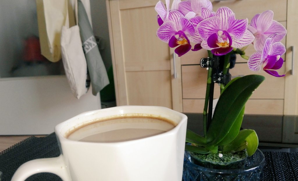 GrotkowskaPat's tweet photo. #timeforcoffee #coffee #flower #gardener #blackfriday #Hannover #Germany https://t.co/dxUDIRG0lY