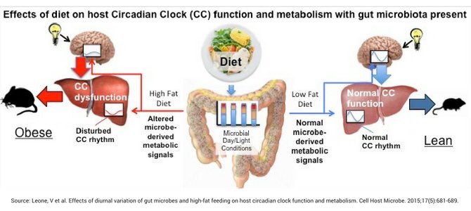 jaapseidell's tweet photo. Voeding heeft invloed op onze interne biologische klokken, bacteriën en metabolisme. Voeding en gezondheid is helaas geen simpele kost. https://t.co/6a0zO3gB6p