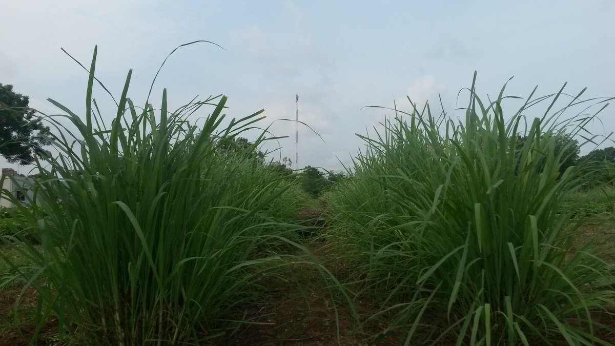 dw_eco's tweet photo. #Agriculture in #Benin needs to be based on old traditions enhanced by new methods - say academics @uacbenin https://t.co/rhJkmlxd5v