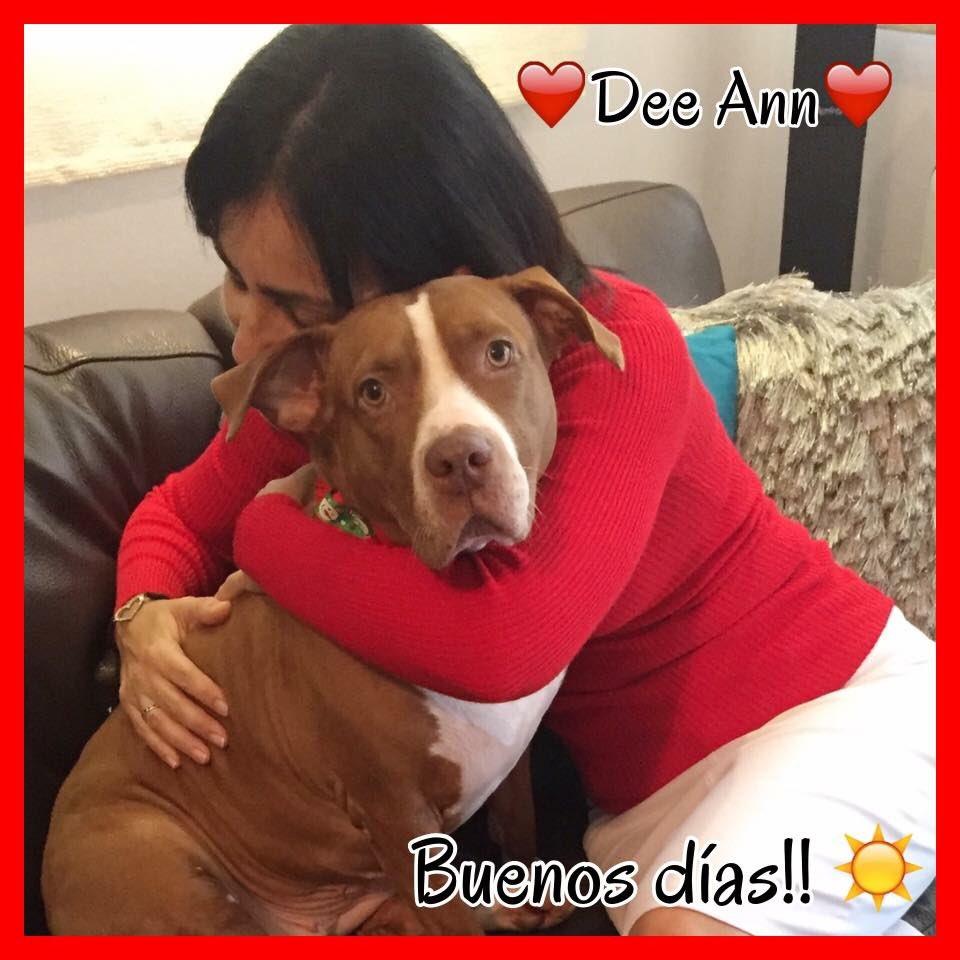 RemiMartinPR's tweet photo. Que tengan todos un lindo y bendecido día!! #NoLey158 #FreePitbulls #TodosSomosPitbulls @ricardorossello @BeatrizRossello queremos vivir !!! https://t.co/bZWvcOGdhh