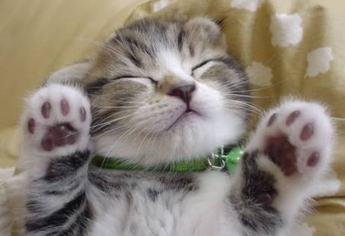 可愛い猫ちゃんの画像 Love Cat Twitter