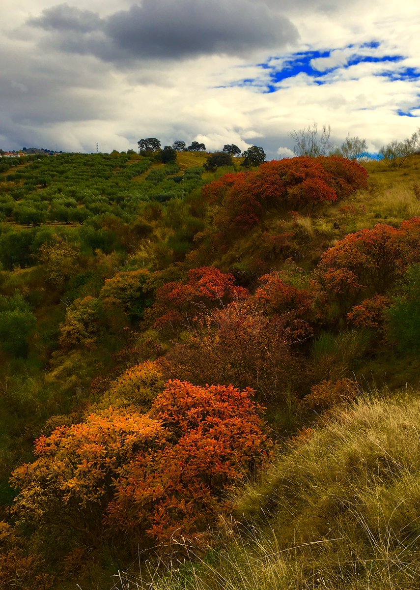 puertaruizz's tweet photo. #otoño espectacular https://t.co/tSWvG09GFS