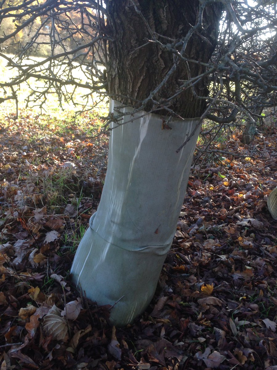 CoLEppingForest's tweet photo. #ForestKeeper Team Workday removing old fencing & tree guards from #ConeyBuryWood #HoneyLane https://t.co/92h3j5KUgY