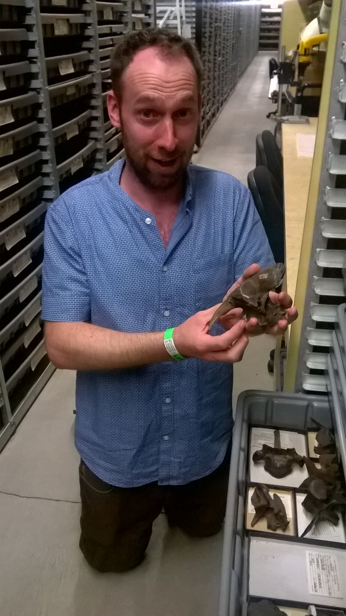 JanFreedman's tweet photo. I am *slightly* excited! I am holding a juvenile Smilodon skull fragment, with two sets of canines!!! @labreatarpits #FossilFriday https://t.co/rd8xnAagAB